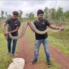 snake rescuers