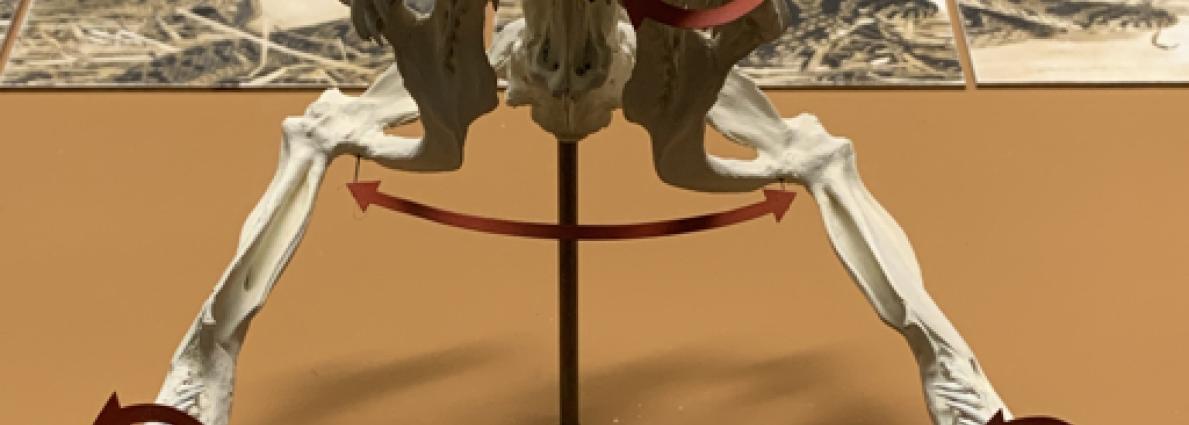 Coiled snake with intricate brown-white netting pattern.