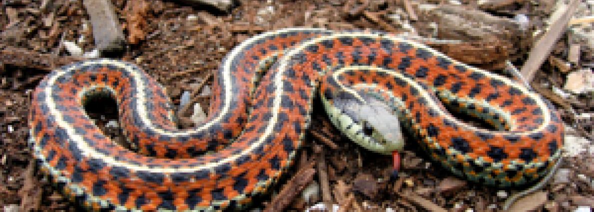 Cobra with hood expanded, showing spectacle pattern.