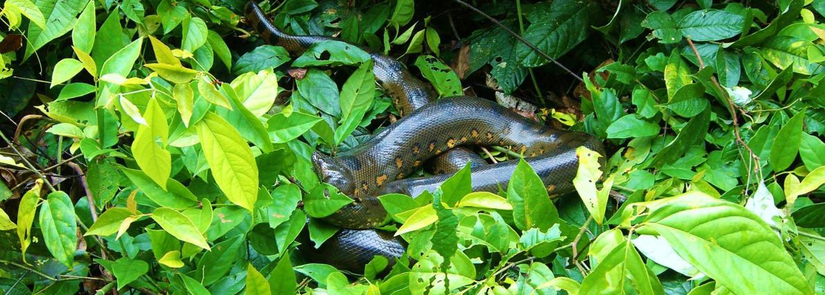 Green anekonda