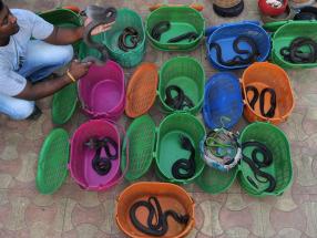 Non-Venomous Snake Rescue