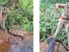 Non-Venomous Snake Rescue