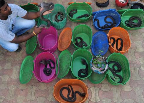 Non-Venomous Snake Rescue