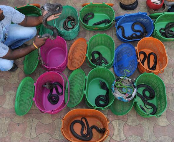 Non-Venomous Snake Rescue