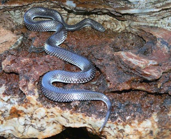 slim snake