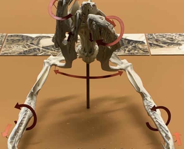 Coiled snake with intricate brown-white netting pattern.