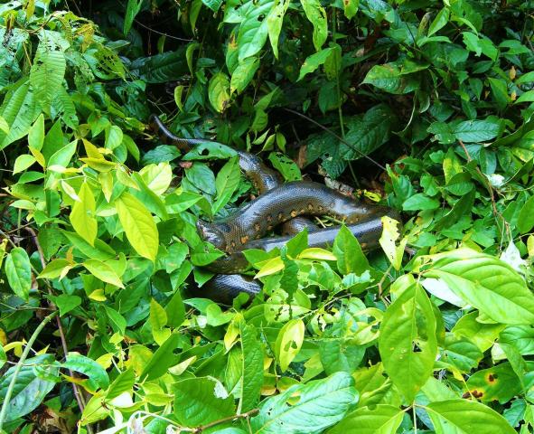 Green anekonda